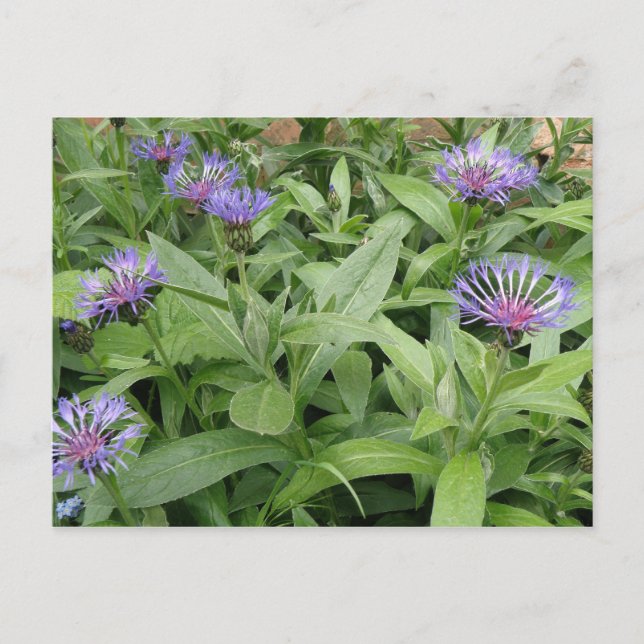 Cornflowers Postcard (Front)