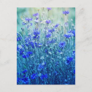 Cornflowers Postcard