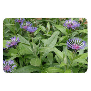 Cornflowers Premium Magnet