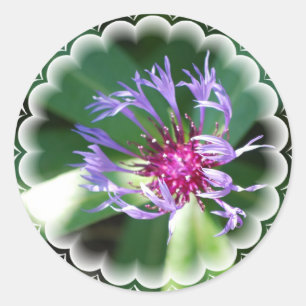 Cornflowers Sticker