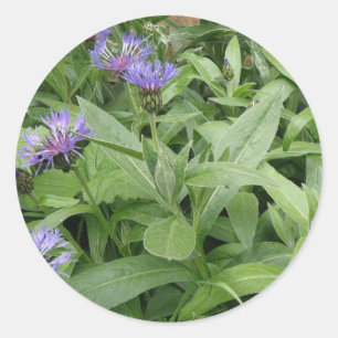 Cornflowers Sticker