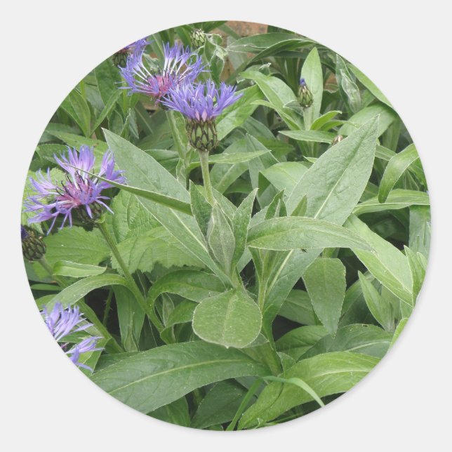Cornflowers Sticker (Front)