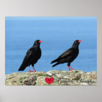 Cornish Choughs (Palores) Pyrrhocorax pyrrhocorax