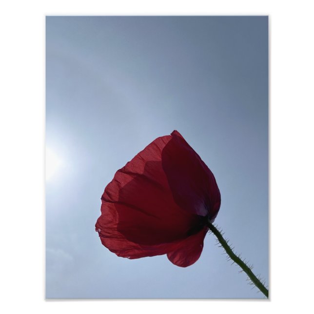 Cornish red poppy with grey sky photo print (Front)