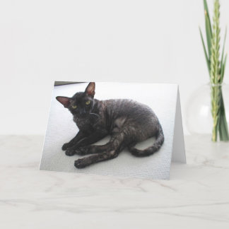 Cornish Rex Card