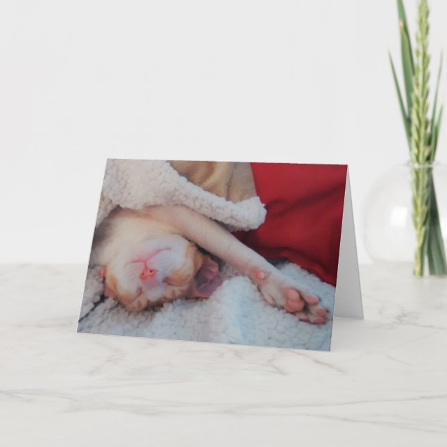 cornish rex cat holiday card (Front)