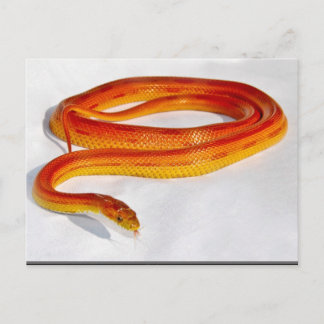 CornSnakeCorner Striped Cornsnake ... - Customised Postcard