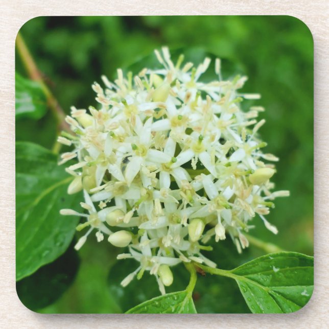 Cornus sanguinea  coaster (Front)