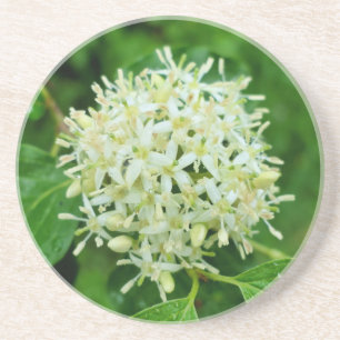 Cornus sanguinea coaster