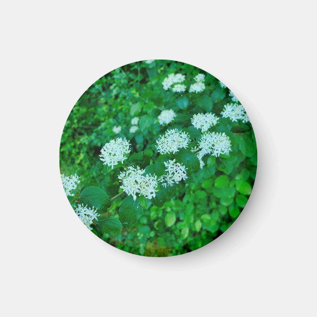 Cornus sanguinea  magnet (Front)