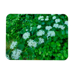 Cornus sanguinea magnet