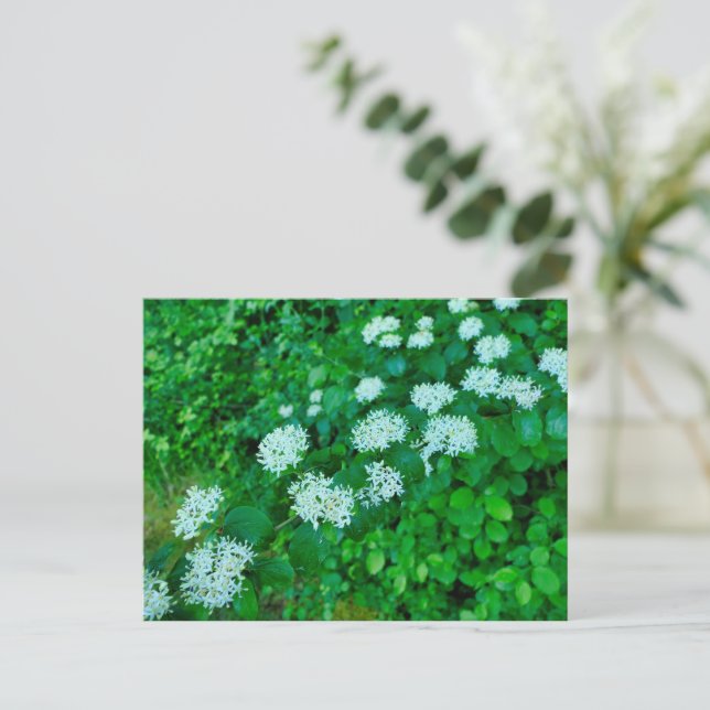Cornus sanguinea  postcard (Standing Front)