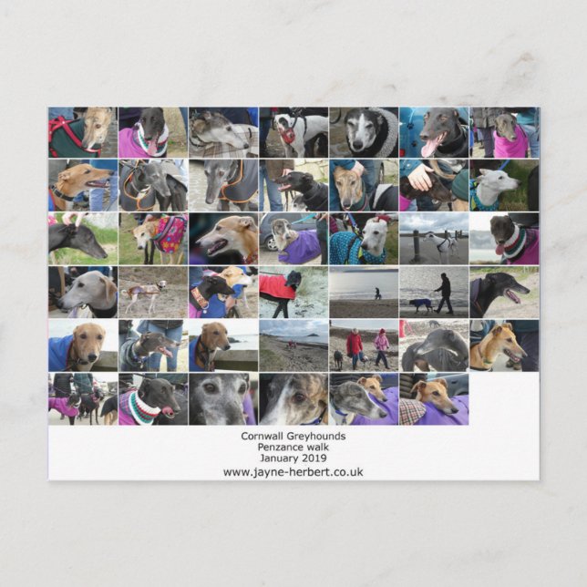 Cornwall Greyhounds - January 2019 (Longrock) Postcard (Front)