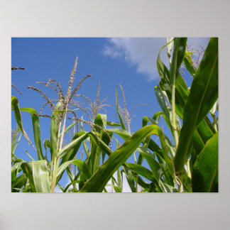Corny sky poster