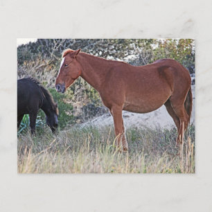 Corolla Wild Horses Postcard