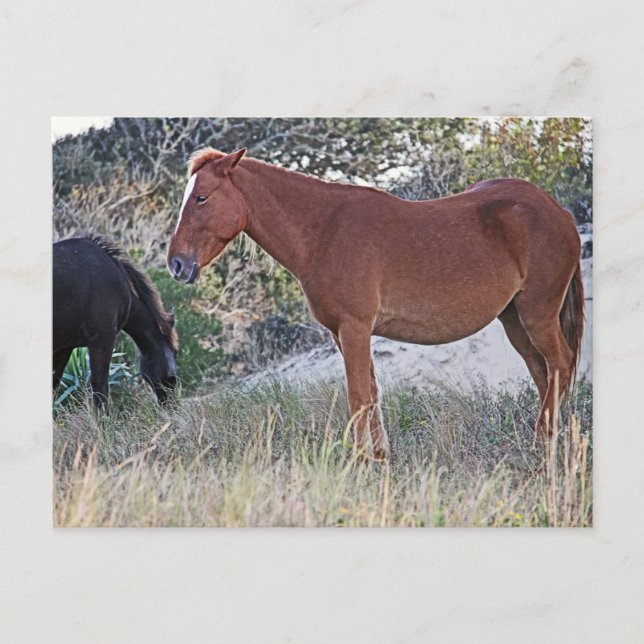 Corolla Wild Horses Postcard (Front)