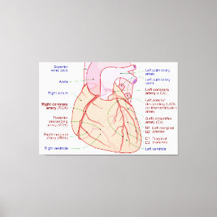 Coronary Arteries Circulation Diagram Human Heart Canvas Print