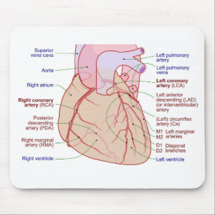Coronary Arteries Circulation Diagram Human Heart Mouse Mat