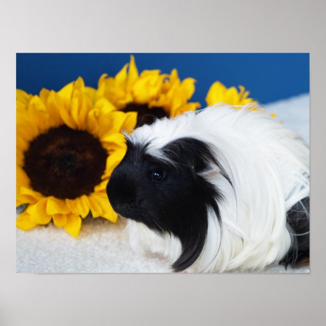 Coronet Guinea Pig Poster (Front)