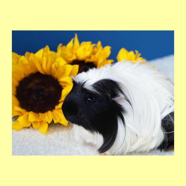 Coronet Guinea Pig Poster (Creator Uploaded)