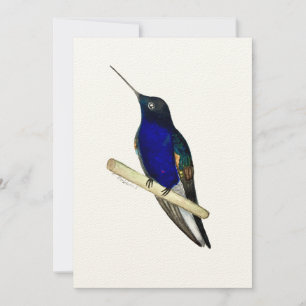 Coronet Hummingbird Card