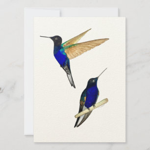 Coronet Hummingbirds