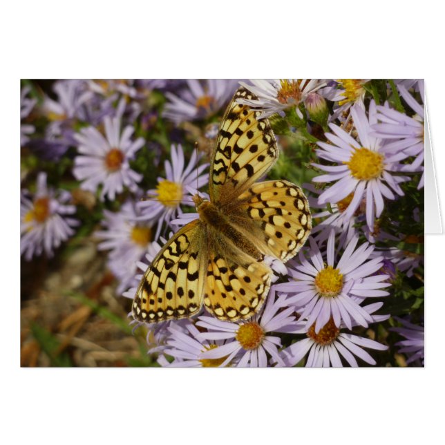 Coronis Fritillary on Aster Flowers at Grand Teton (Front Horizontal)
