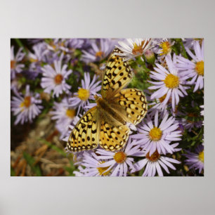 Coronis Fritillary on Aster Flowers at Grand Teton Poster
