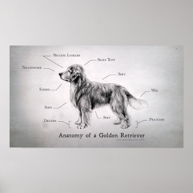 Correct Anatomy of a Golden Retriever Poster (Front)