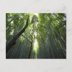 Corridor of bamboo postcard
