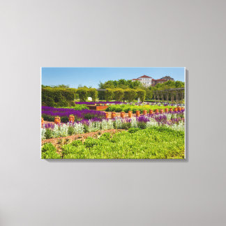 corridor of purple sage flowers and stachys lanata canvas print