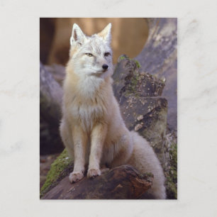 Corsac Fox Postcard