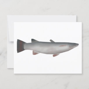 Corsula Postcard