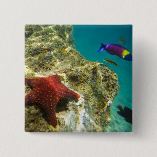 Cortez Rainbow Wrasse male and female and sea 15 Cm Square Badge