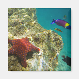 Cortez Rainbow Wrasse male and female and sea Magnet