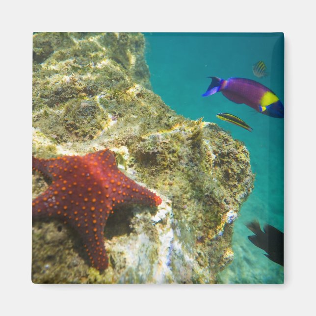 Cortez Rainbow Wrasse male and female and sea Magnet (Front)