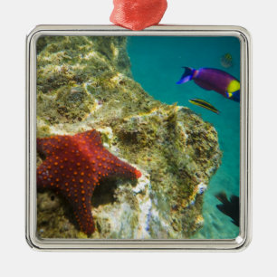 Cortez Rainbow Wrasse male and female and sea Metal Tree Decoration