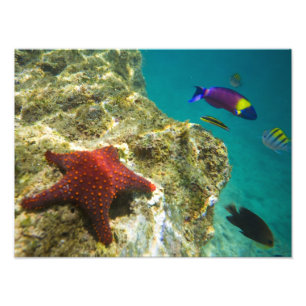 Cortez Rainbow Wrasse male and female and sea Photo Print