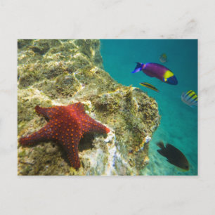 Cortez Rainbow Wrasse male and female and sea Postcard