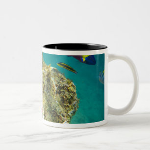Cortez Rainbow Wrasse male and female and sea Two-Tone Coffee Mug