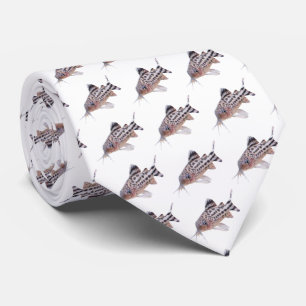 Corydoras robineaeのネクタイ tie
