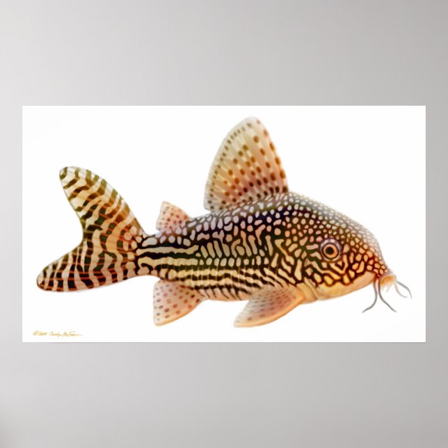 Corydoras Sterbai Catfish Print (Front)