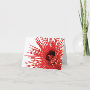 Corymbia ficifolia "Wildfire" photo flower card