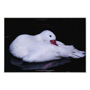 Coscoroba Swan P3442 Photo Print