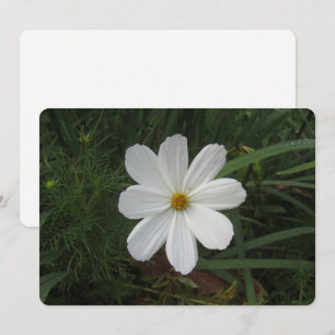 Cosmea Holiday Card