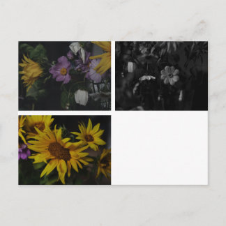 Cosmea Sunflower Postcard