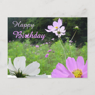 Cosmea, Wild Flowers Field Happy Birthday Postcard