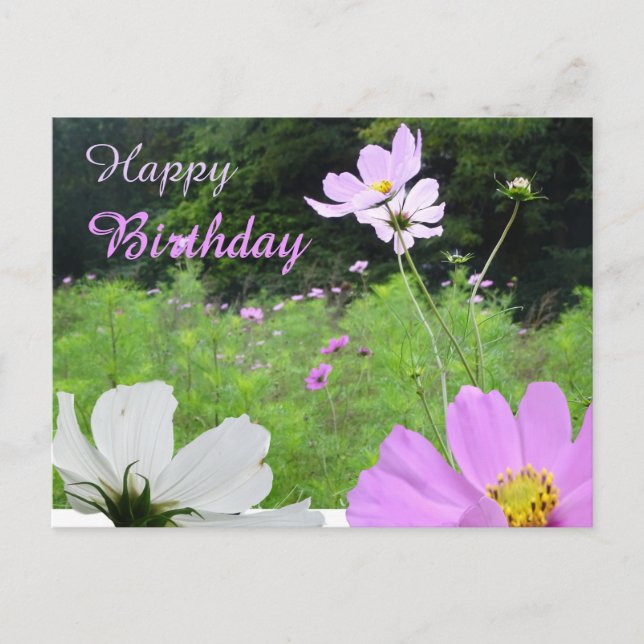 Cosmea, Wild Flowers Field Happy Birthday Postcard (Front)