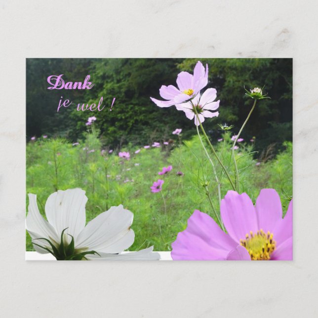 Cosmea, Wild Flowers Field Thank You Postcard (Front)