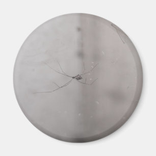 cosmopolitan cellar spider magnet